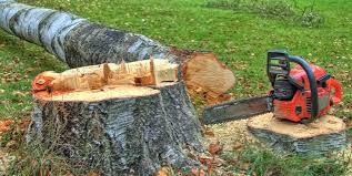 Reliable White Sulphur Springs, WV Tree Services Solutions