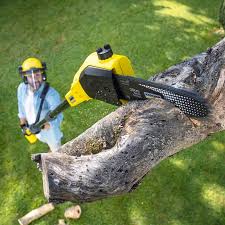 Best Tree Cabling and Bracing  in White Sulphur Springs, WV