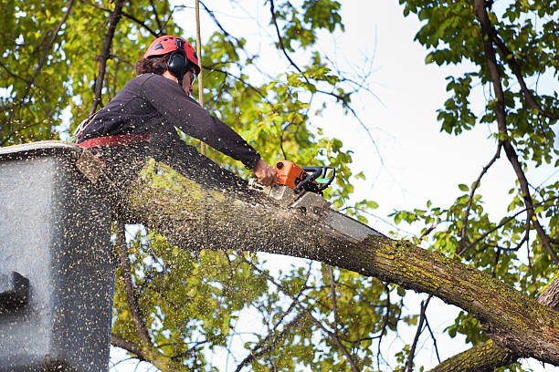  White Sulphur Springs, WV Tree Services Pros